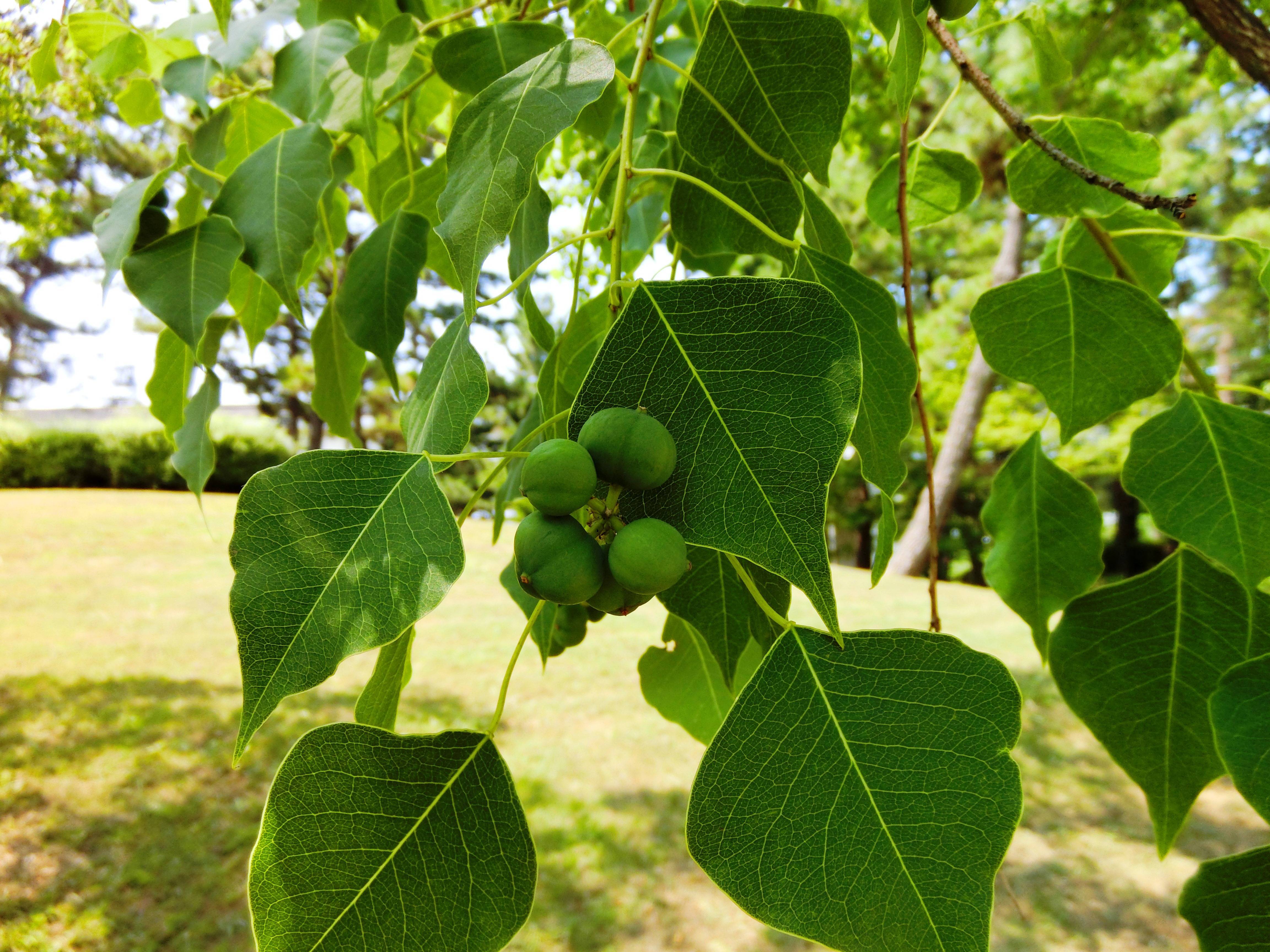 ナンキンハゼ|本牧市民・臨海公園|植物紹介 よこはま 公園・スポーツ