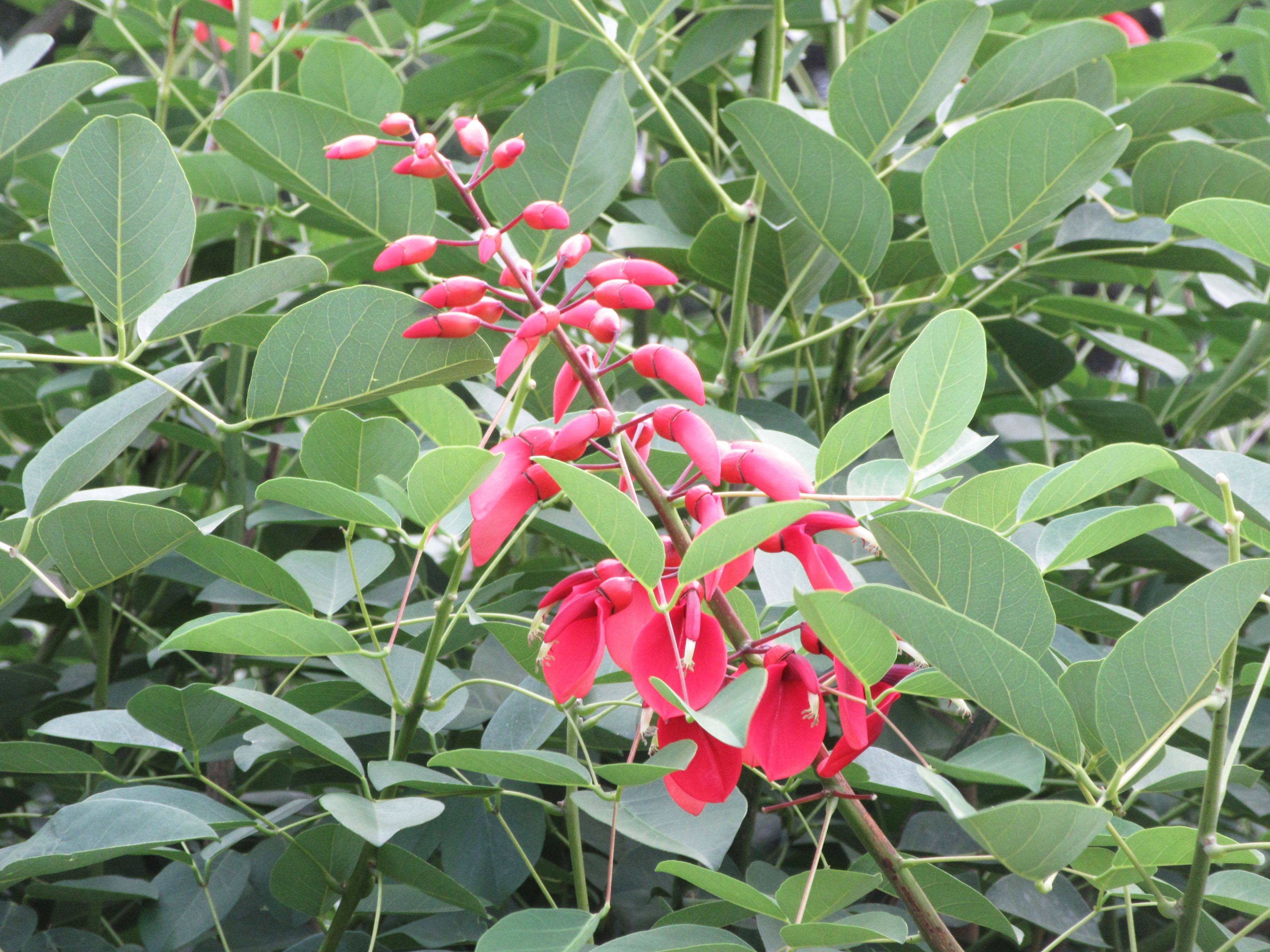 アメリカデイゴの写真4