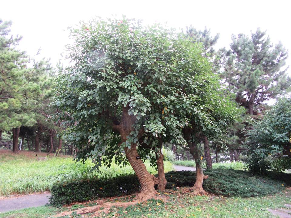 アメリカデイゴの写真3