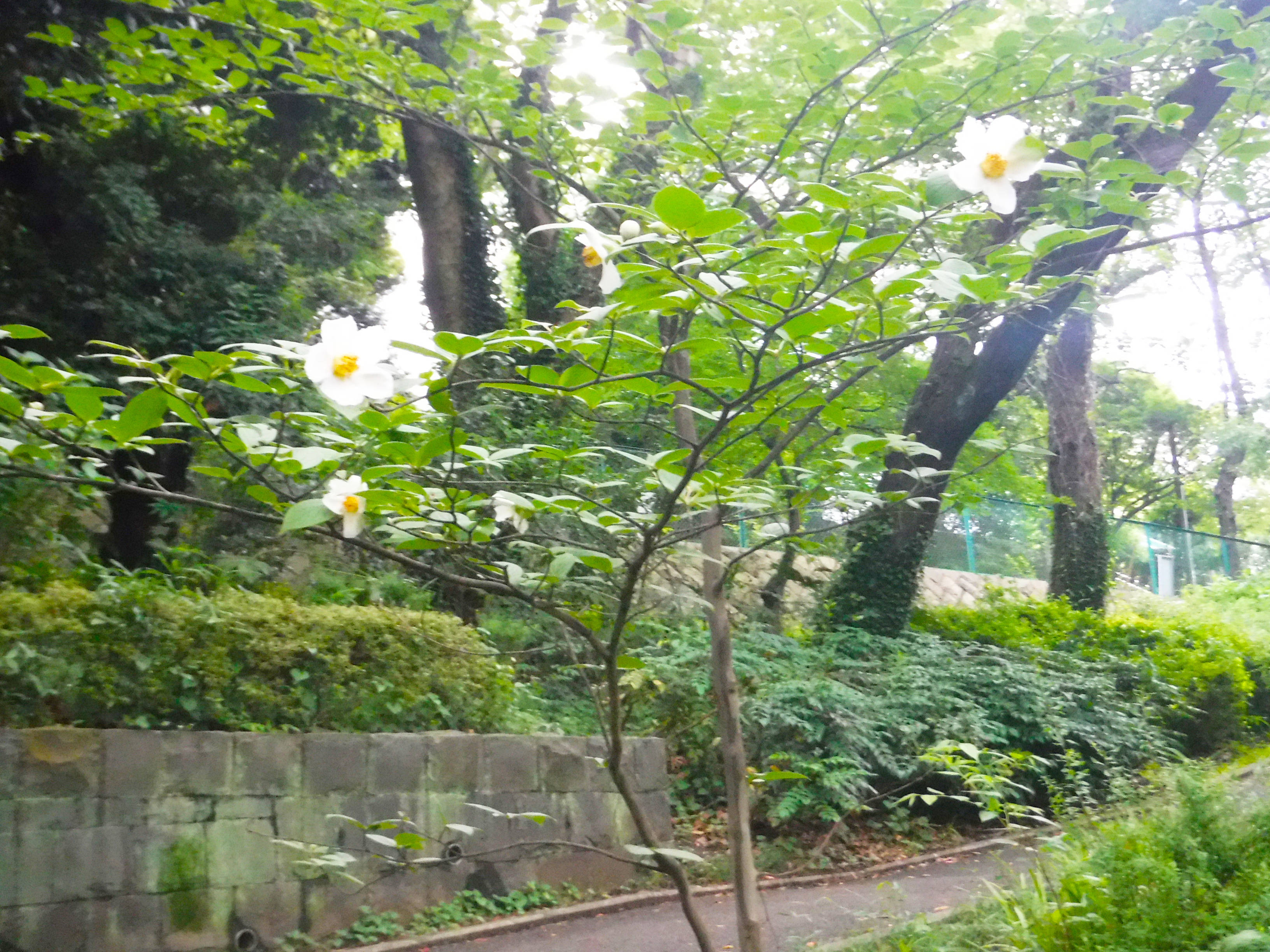 ナツツバキの写真1