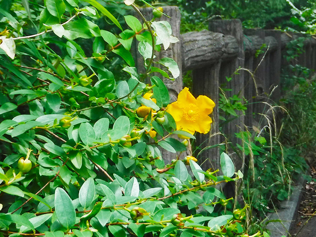 キンシバイの写真1