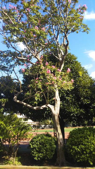 サルスベリの写真3