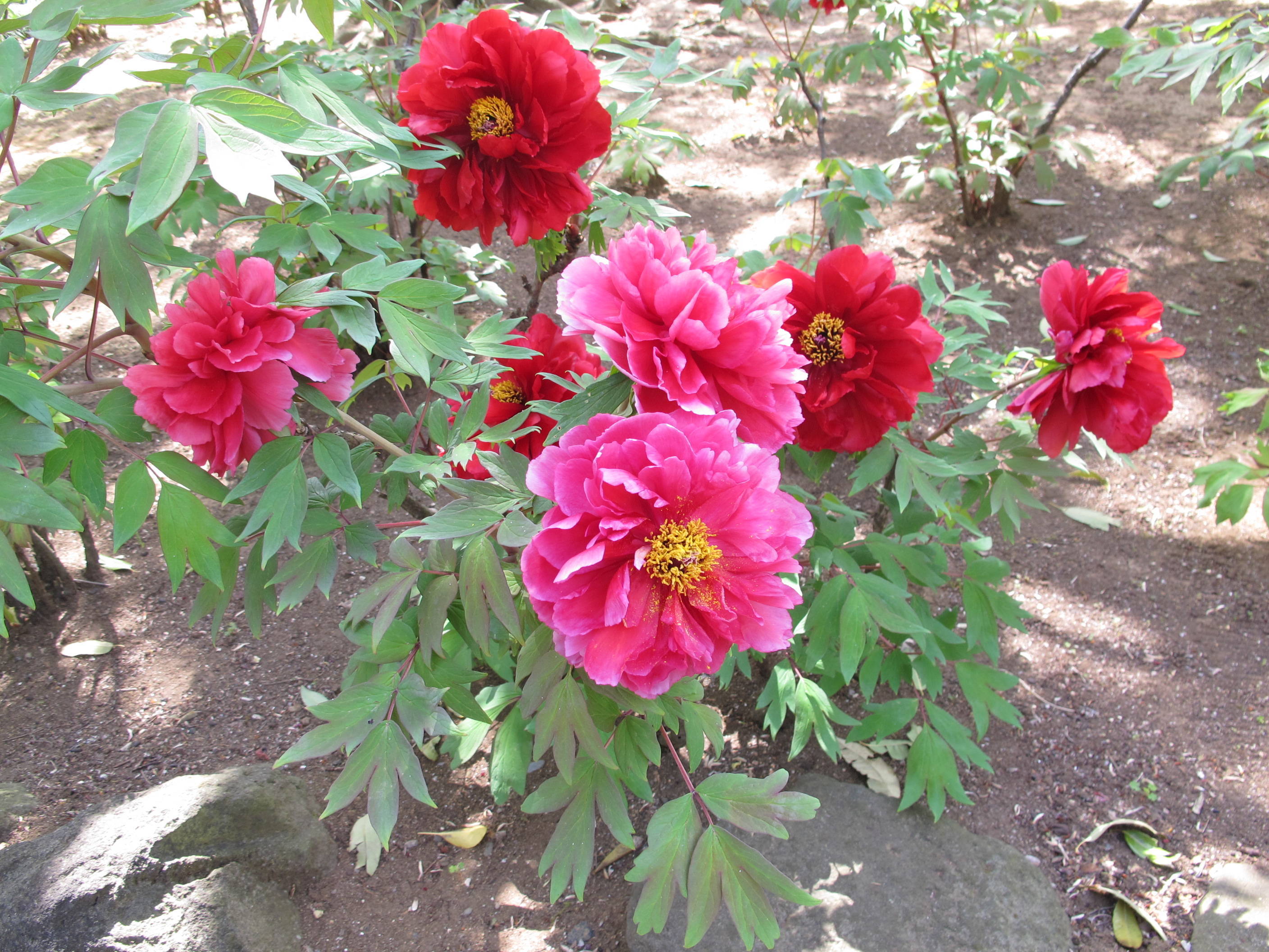 ボタン・シャクヤクの写真4