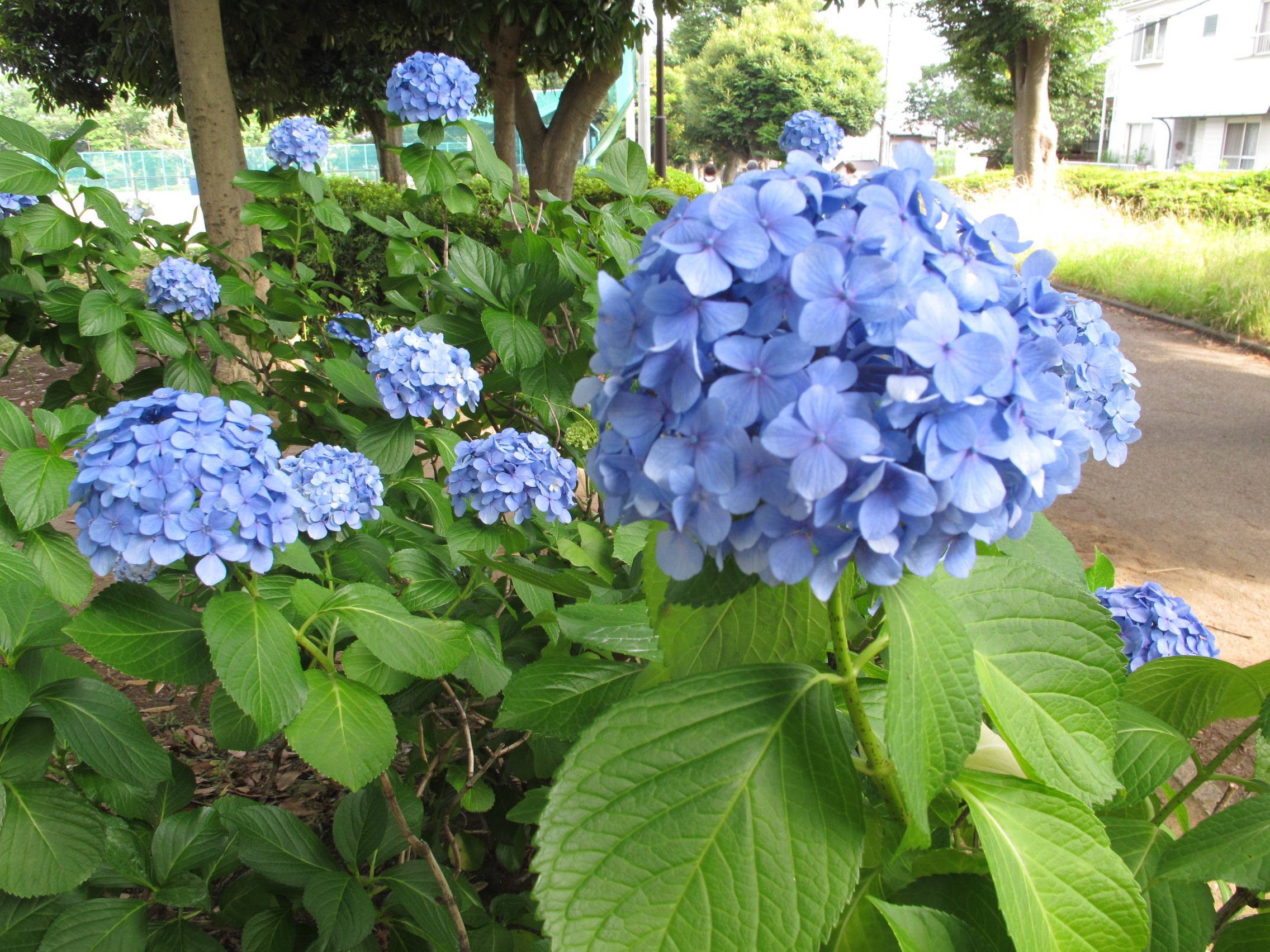 アジサイの写真2