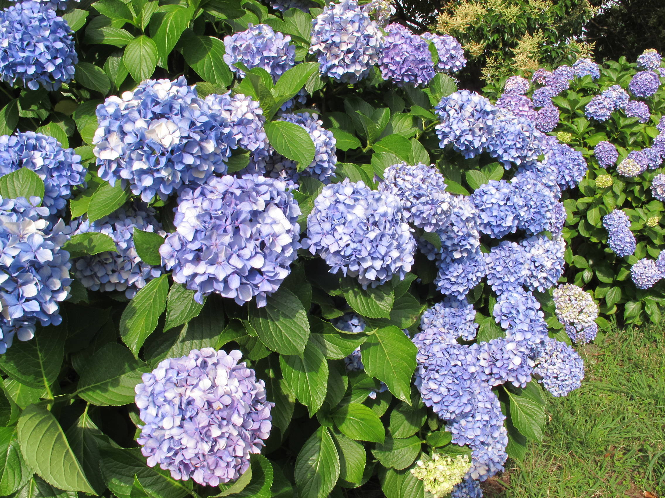 アジサイの写真3