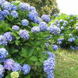 アジサイ