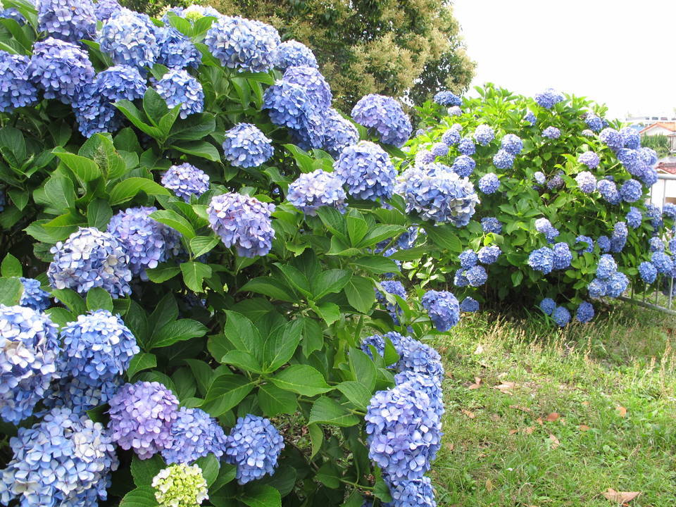 アジサイの写真1