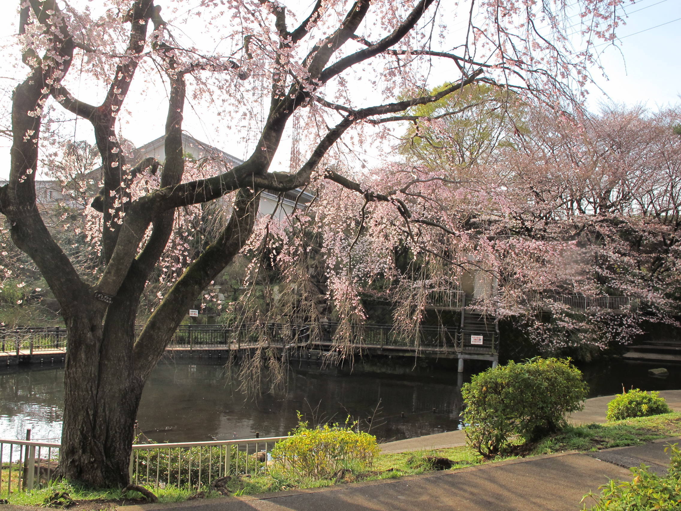 シダレザクラの写真3