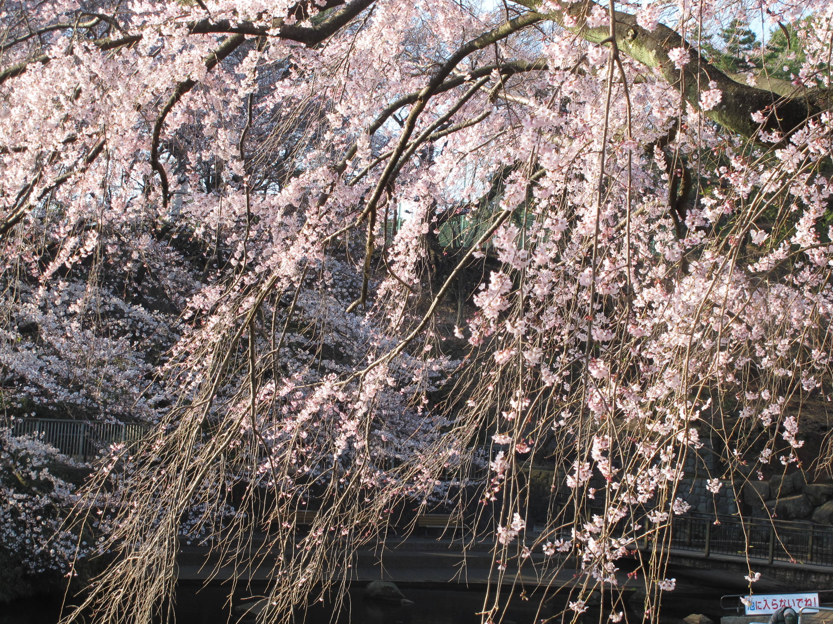 シダレザクラの写真2