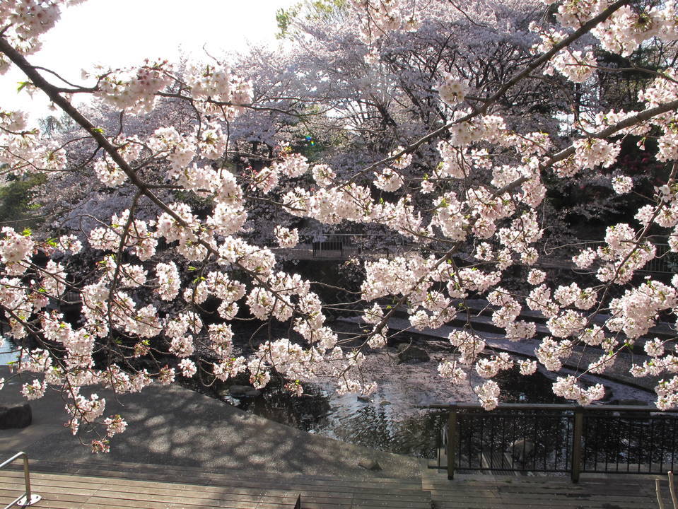 ソメイヨシノの写真4