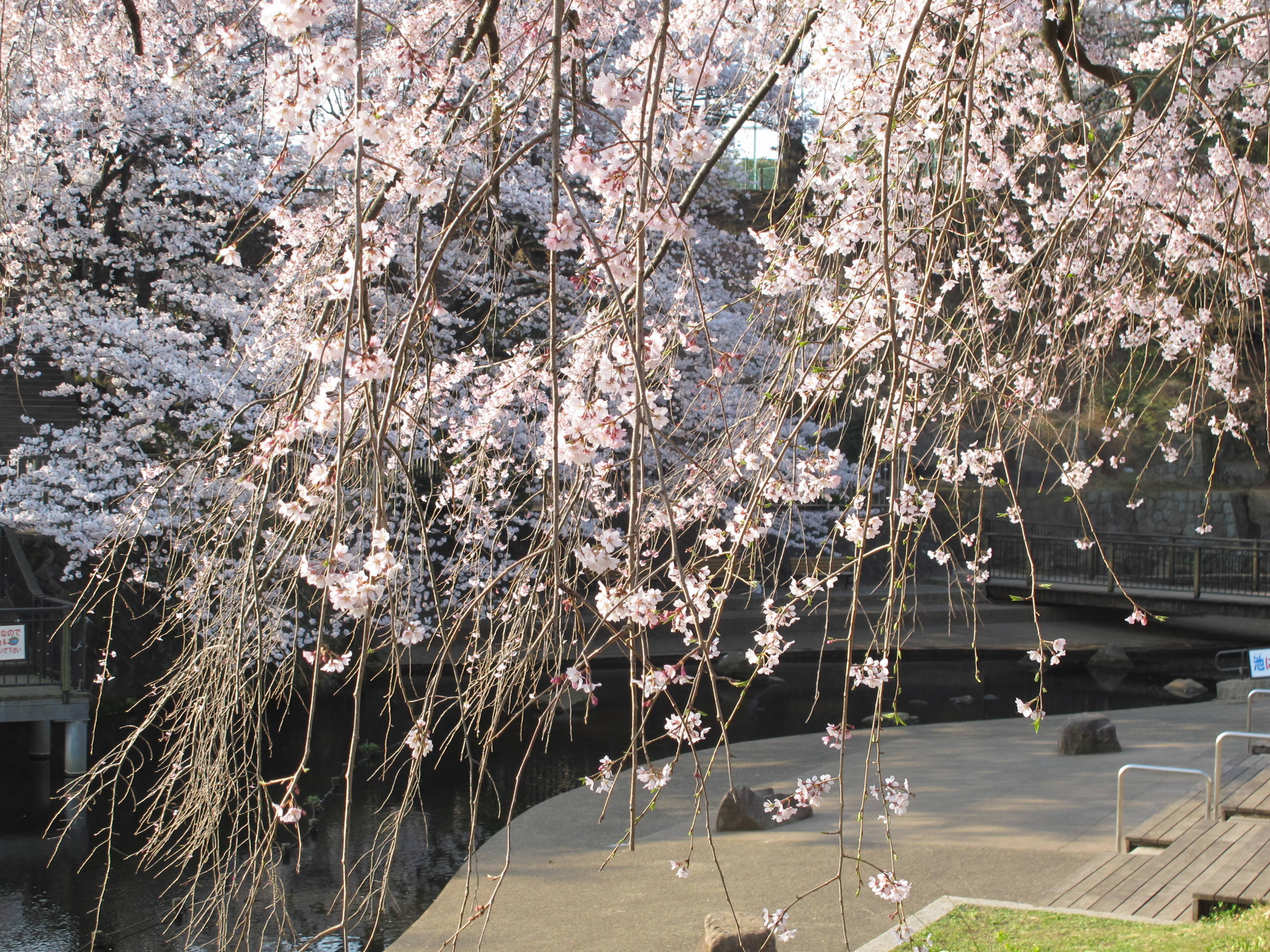 シダレザクラの写真4