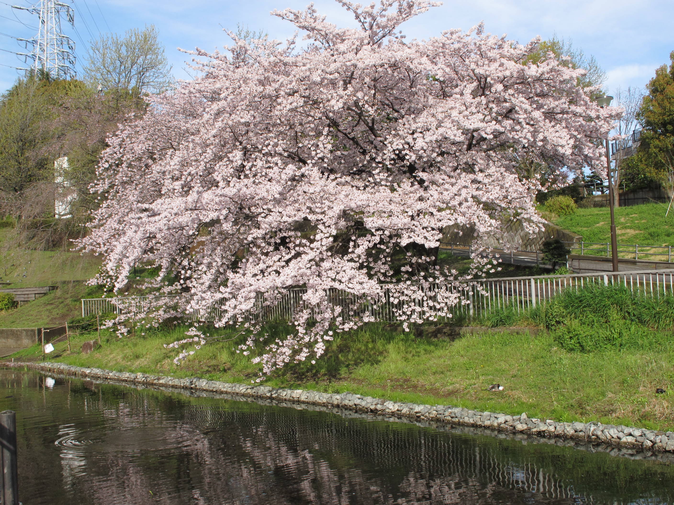 ソメイヨシノの写真3