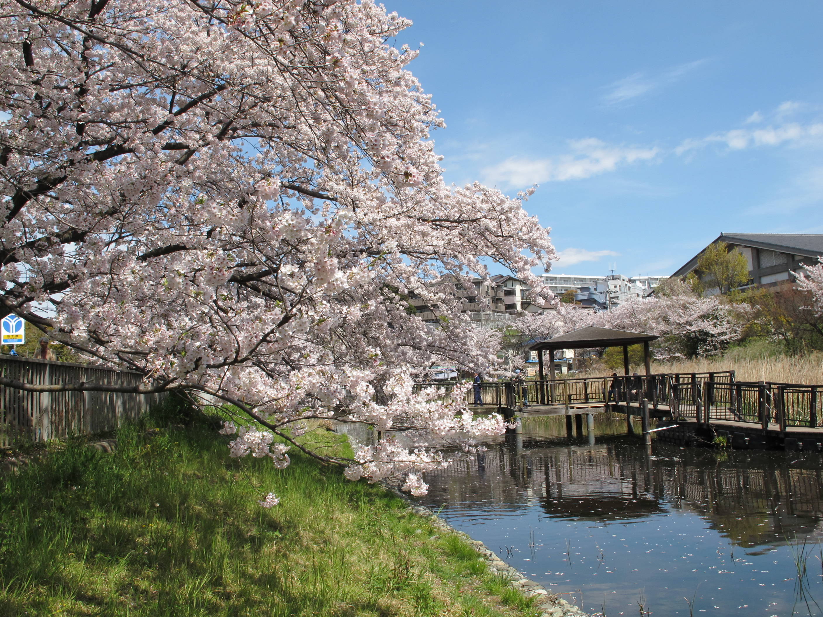 ソメイヨシノの写真2