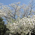 オオシマザクラ