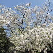 オオシマザクラ