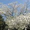 オオシマザクラ