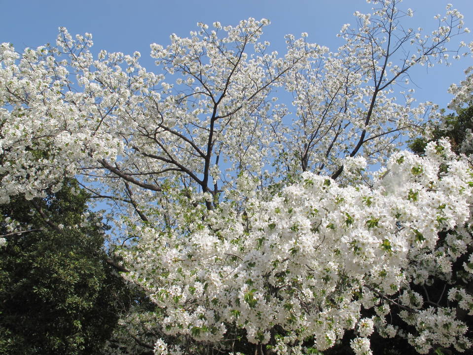 オオシマザクラの写真1