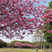 ヨコハマヒザクラ