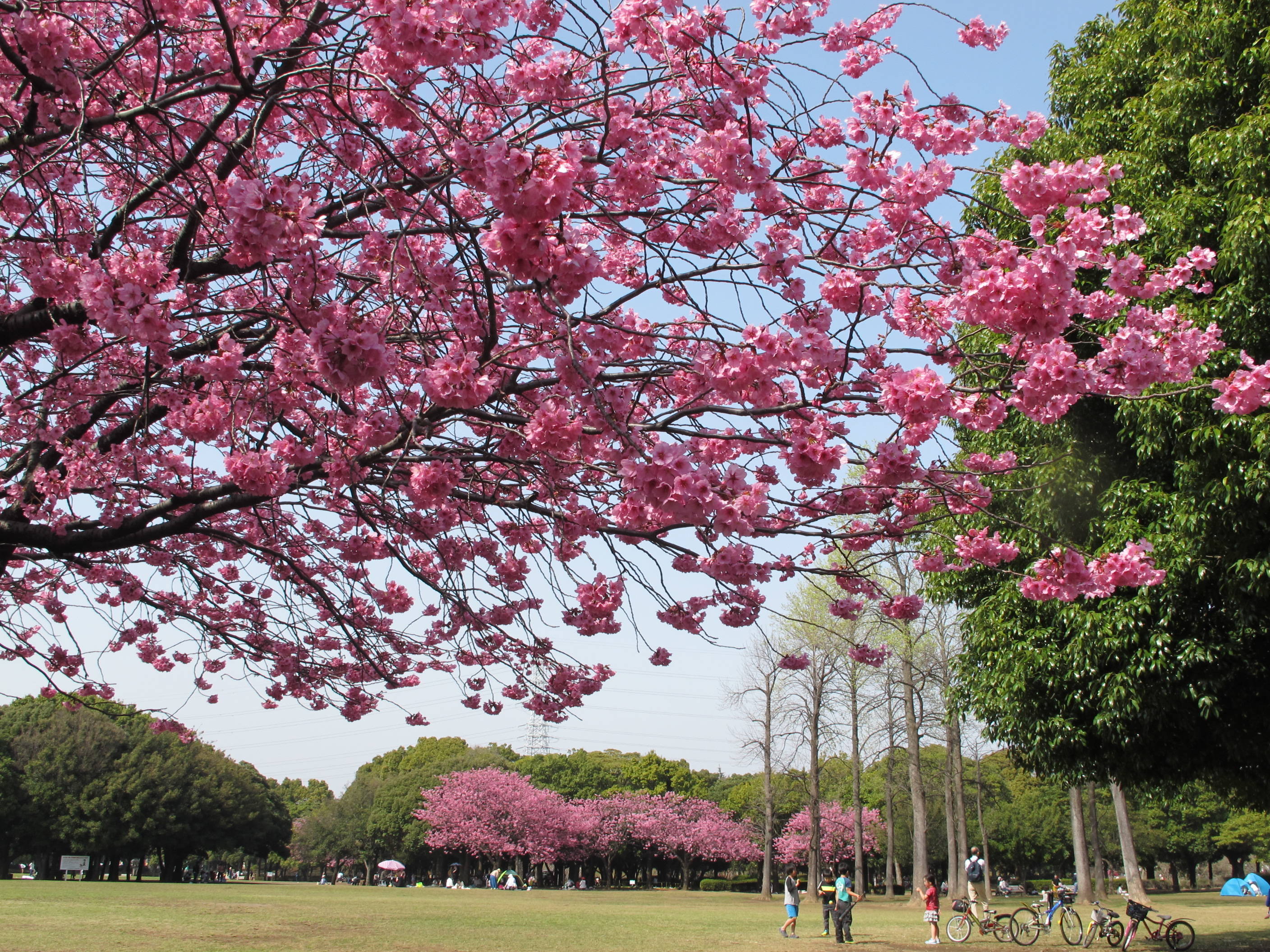 ヨコハマヒザクラの写真2
