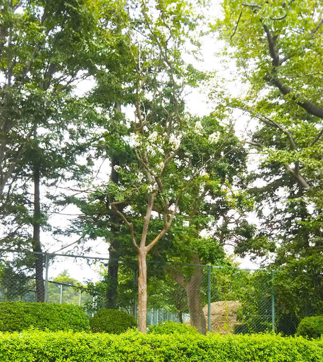 サルスベリの写真2