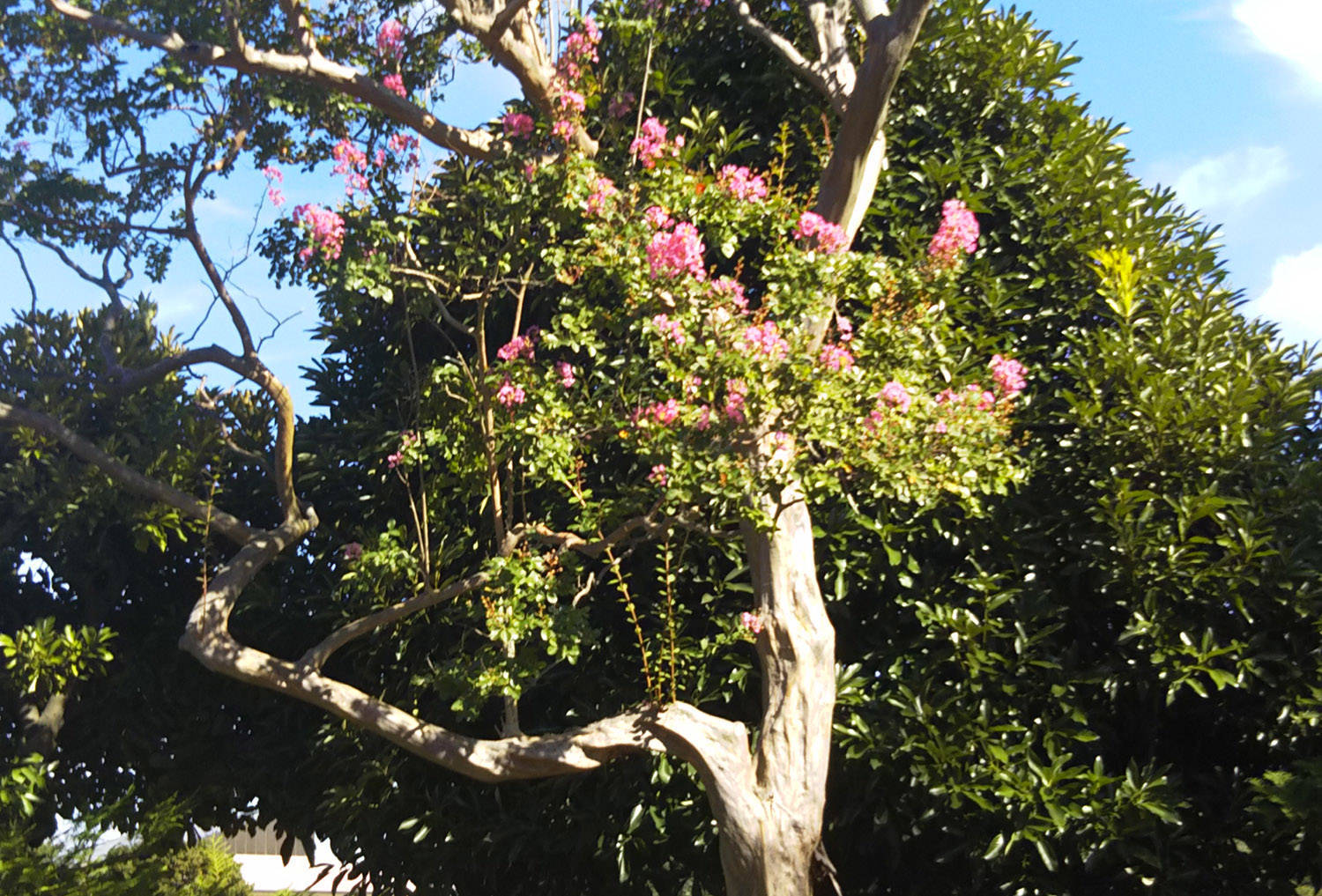 サルスベリの写真1