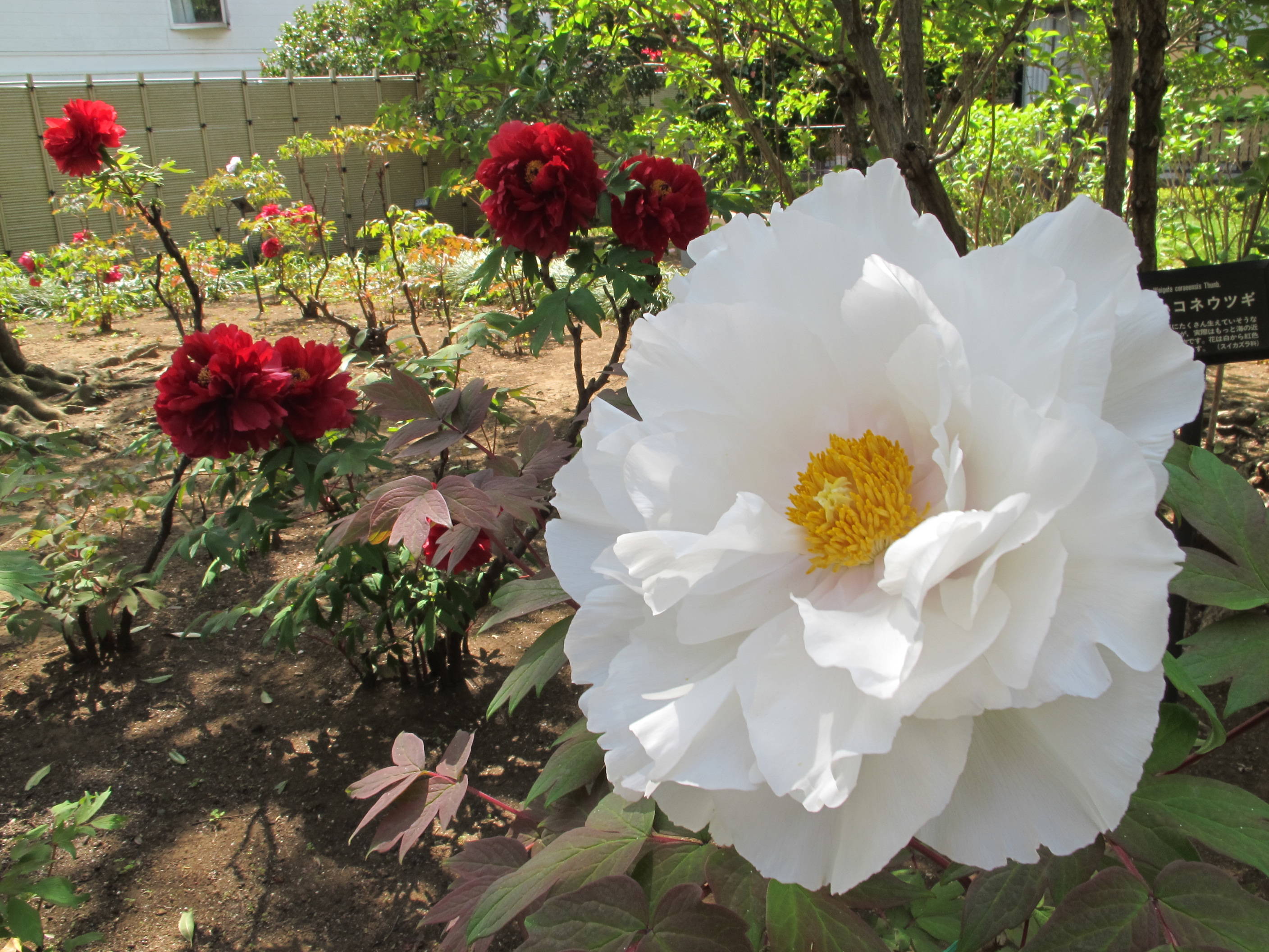 ボタン・シャクヤクの写真3