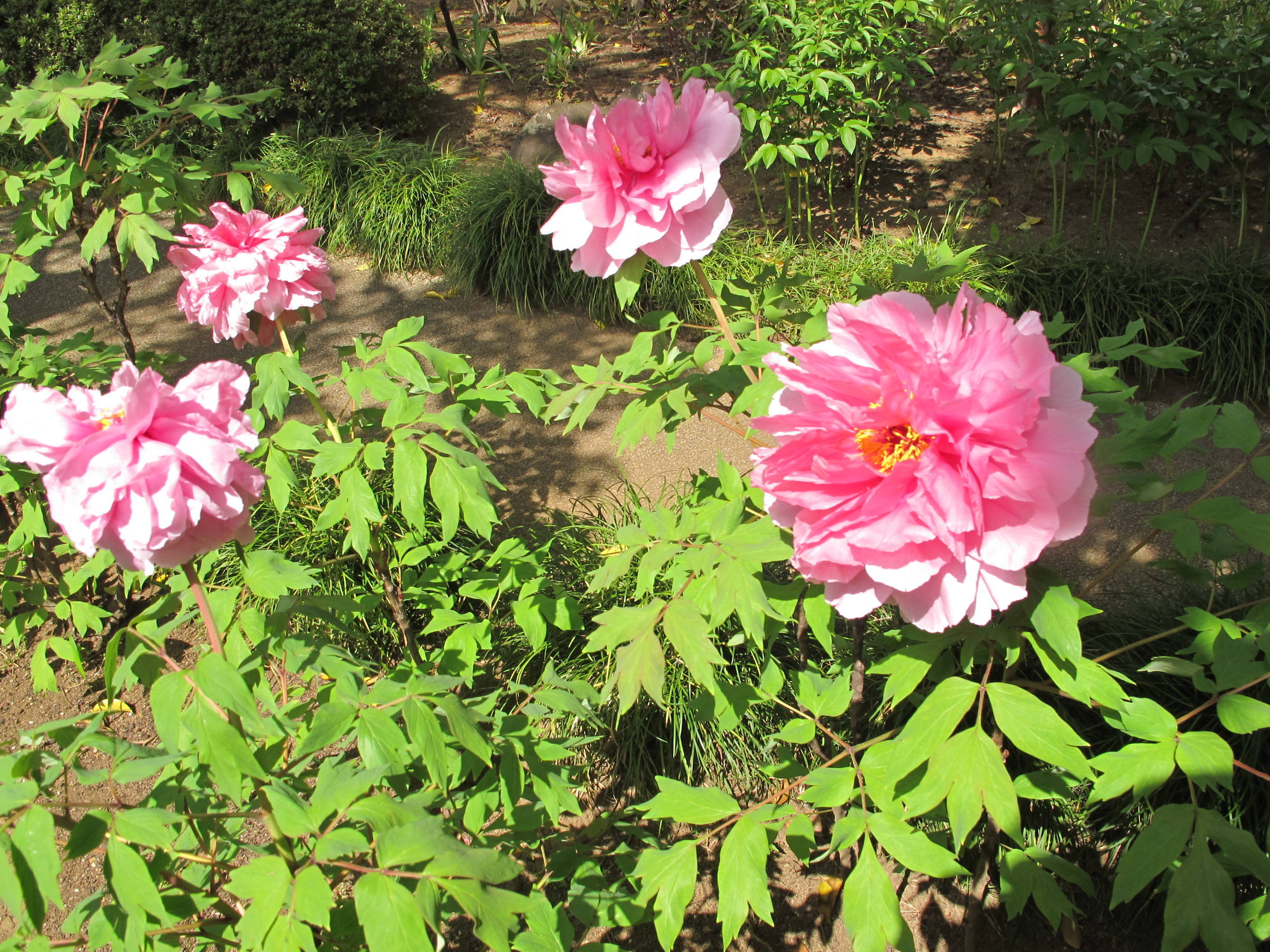 ボタン・シャクヤクの写真2