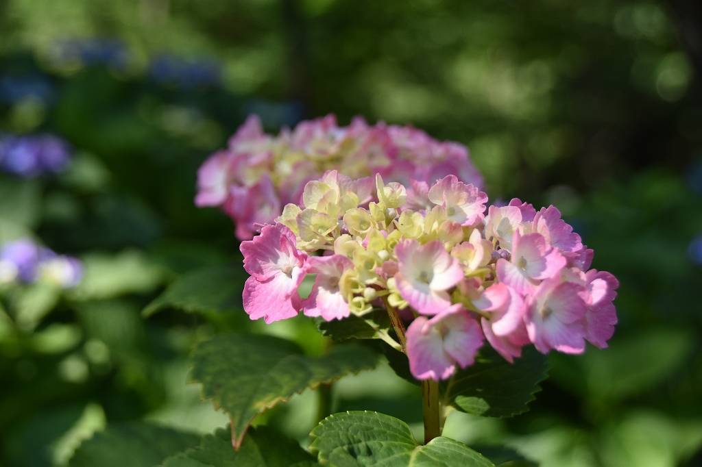 アジサイの写真2