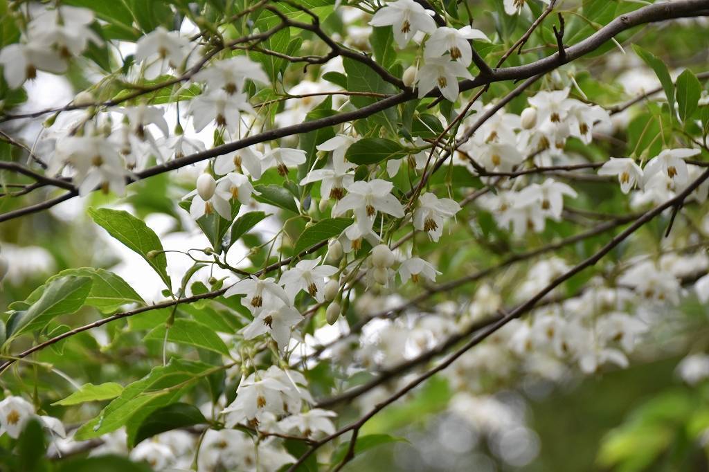 エゴノキの写真1