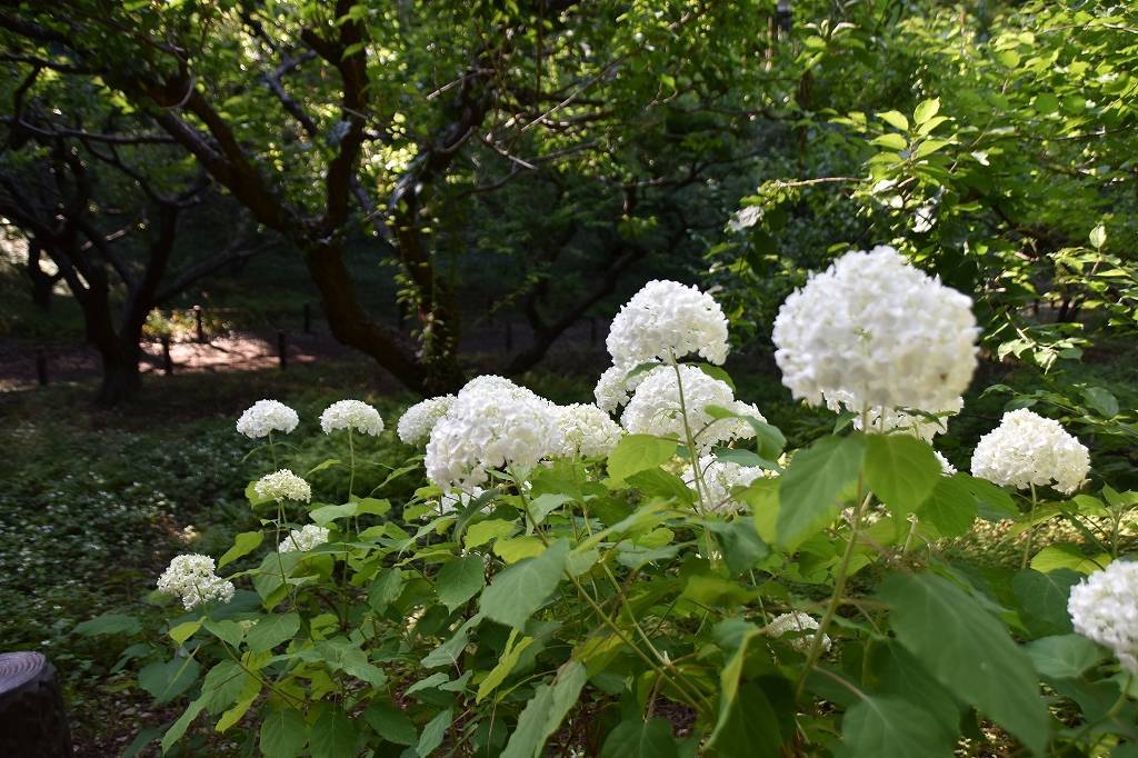 アナベルの写真3