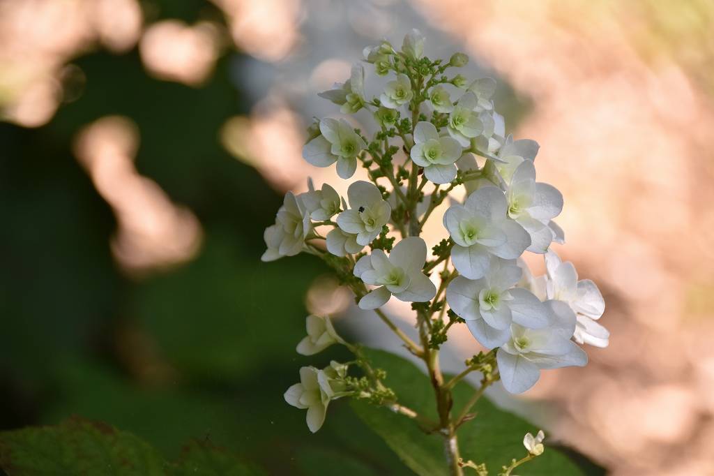 カシワバアジサイの写真2