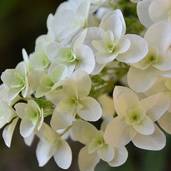 カシワバアジサイ