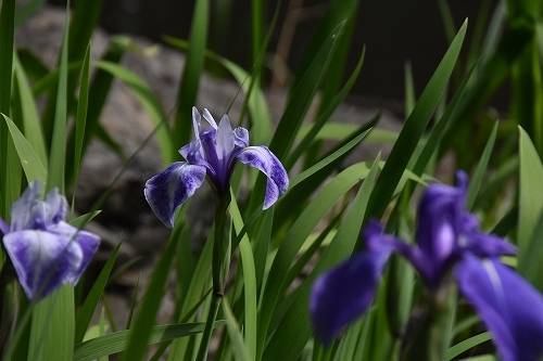 カキツバタの写真4