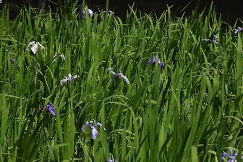 カキツバタの写真2