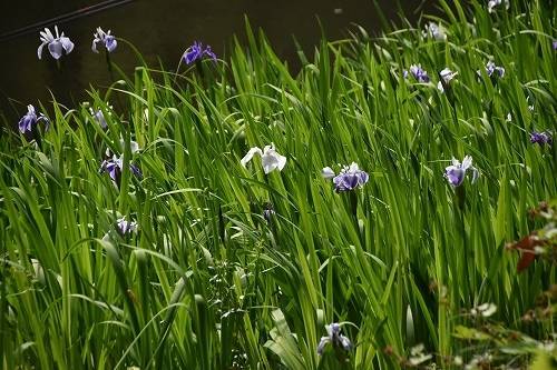 カキツバタの写真3