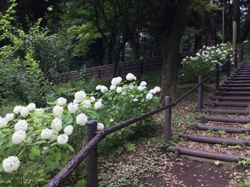 アナベルの写真2