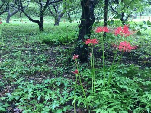 ヒガンバナの写真2