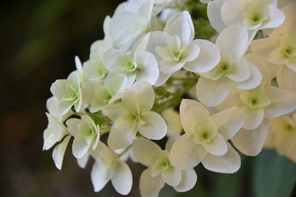 カシワバアジサイの写真1