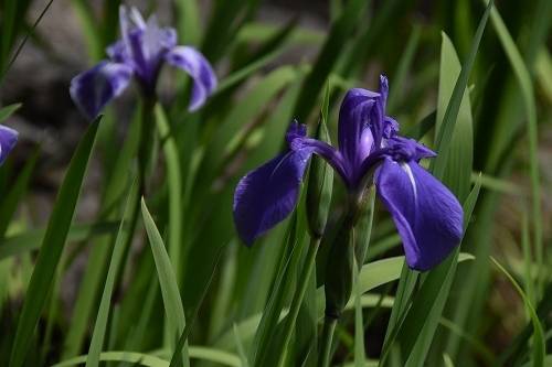 カキツバタの写真1