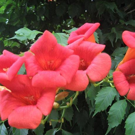 ノウゼンカズラ