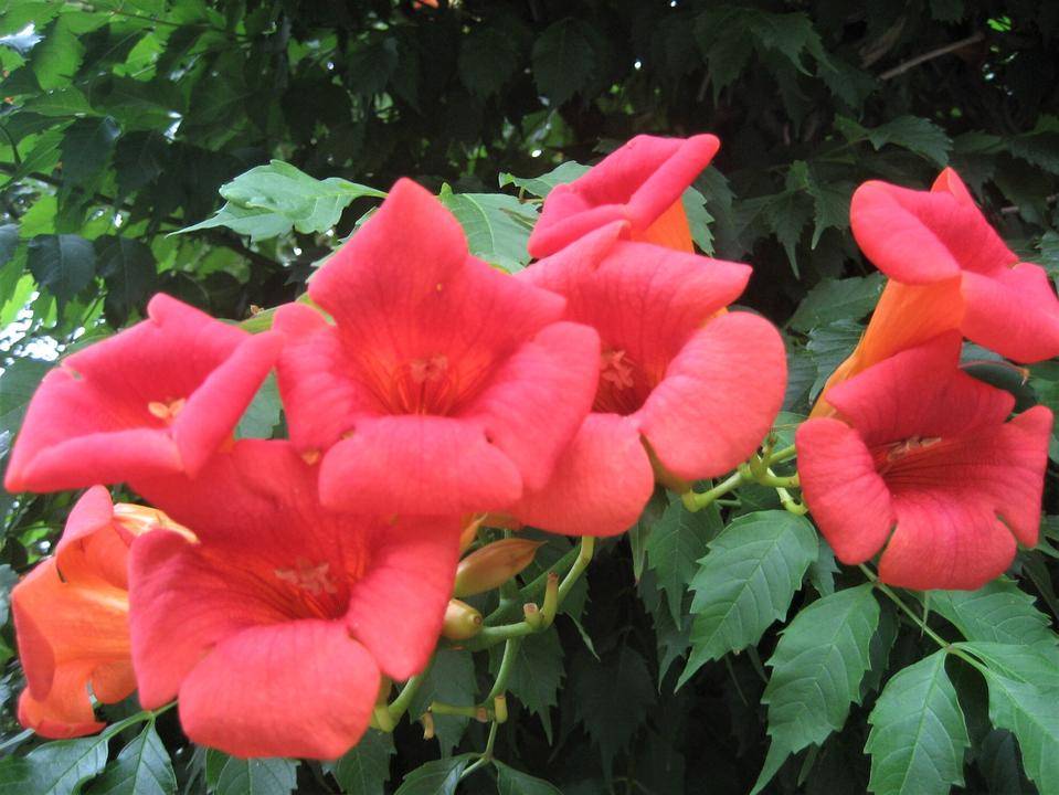 ノウゼンカズラの写真1