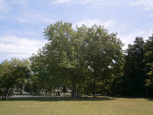 プラタナスの屋根の下でお弁当