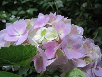 紫陽花の写真