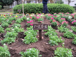 秋の花植え