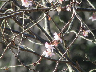 寒い日が続きますが