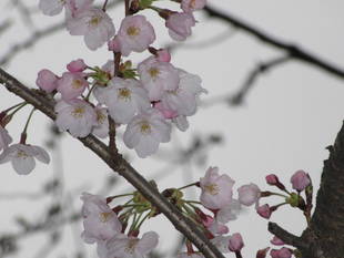 富岡総合公園桜開花情報【3月31日号】