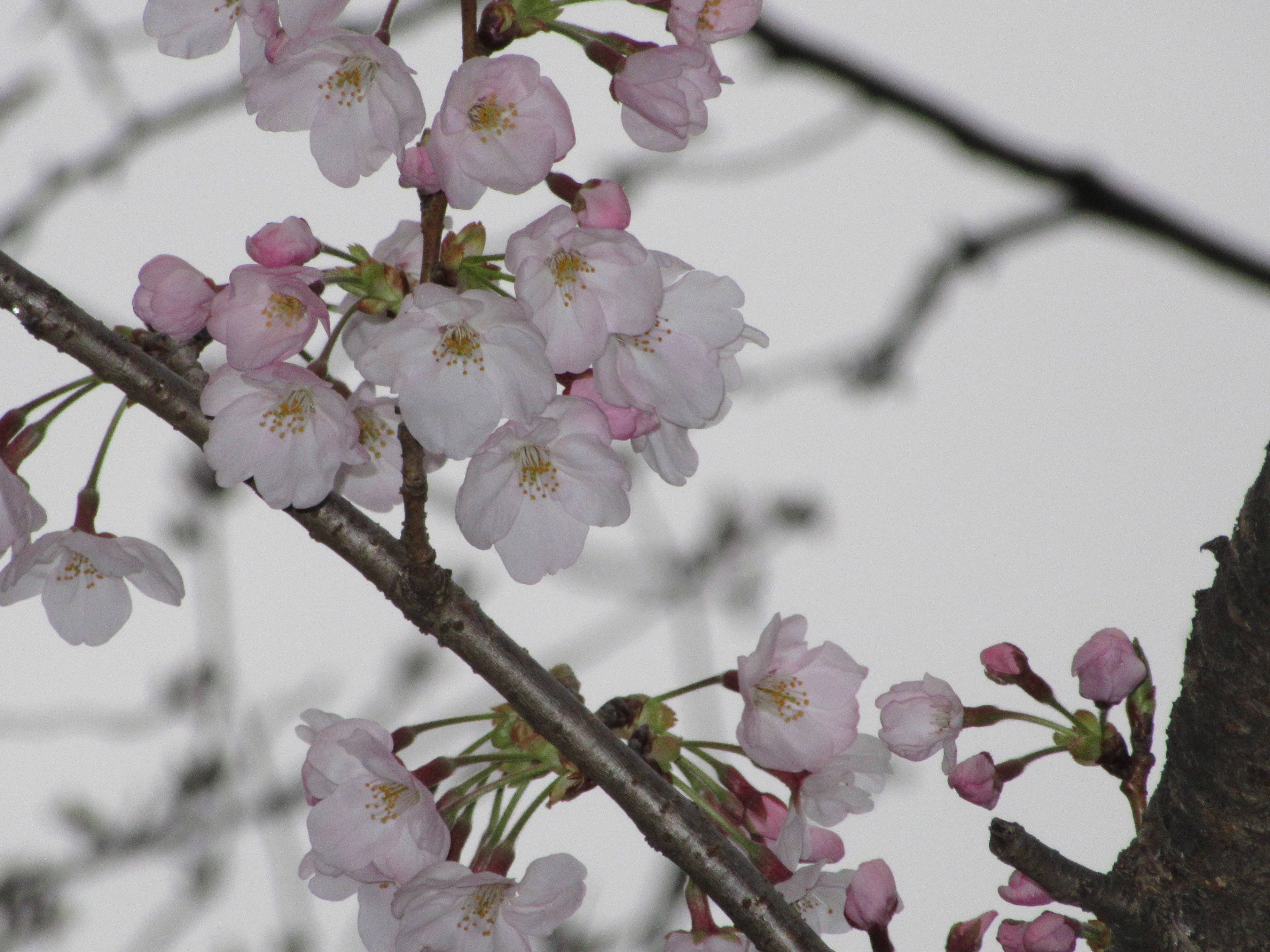 富岡総合公園桜開花情報【3月31日号】の写真