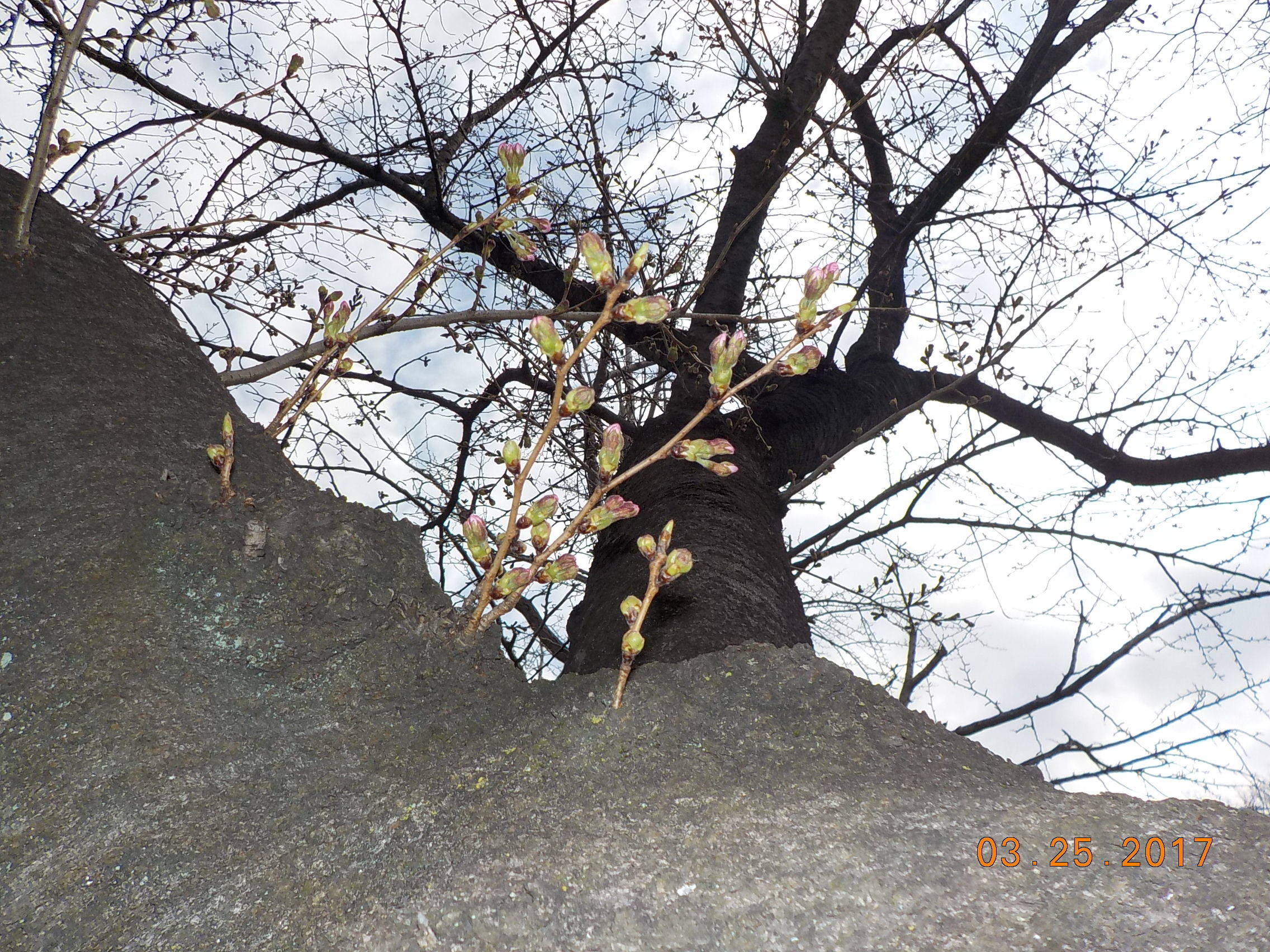 富岡総合公園桜開花情報【3月25日号】の写真