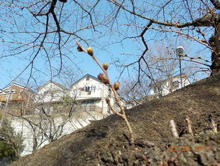 富岡総合公園桜開花情報【3月20日号】