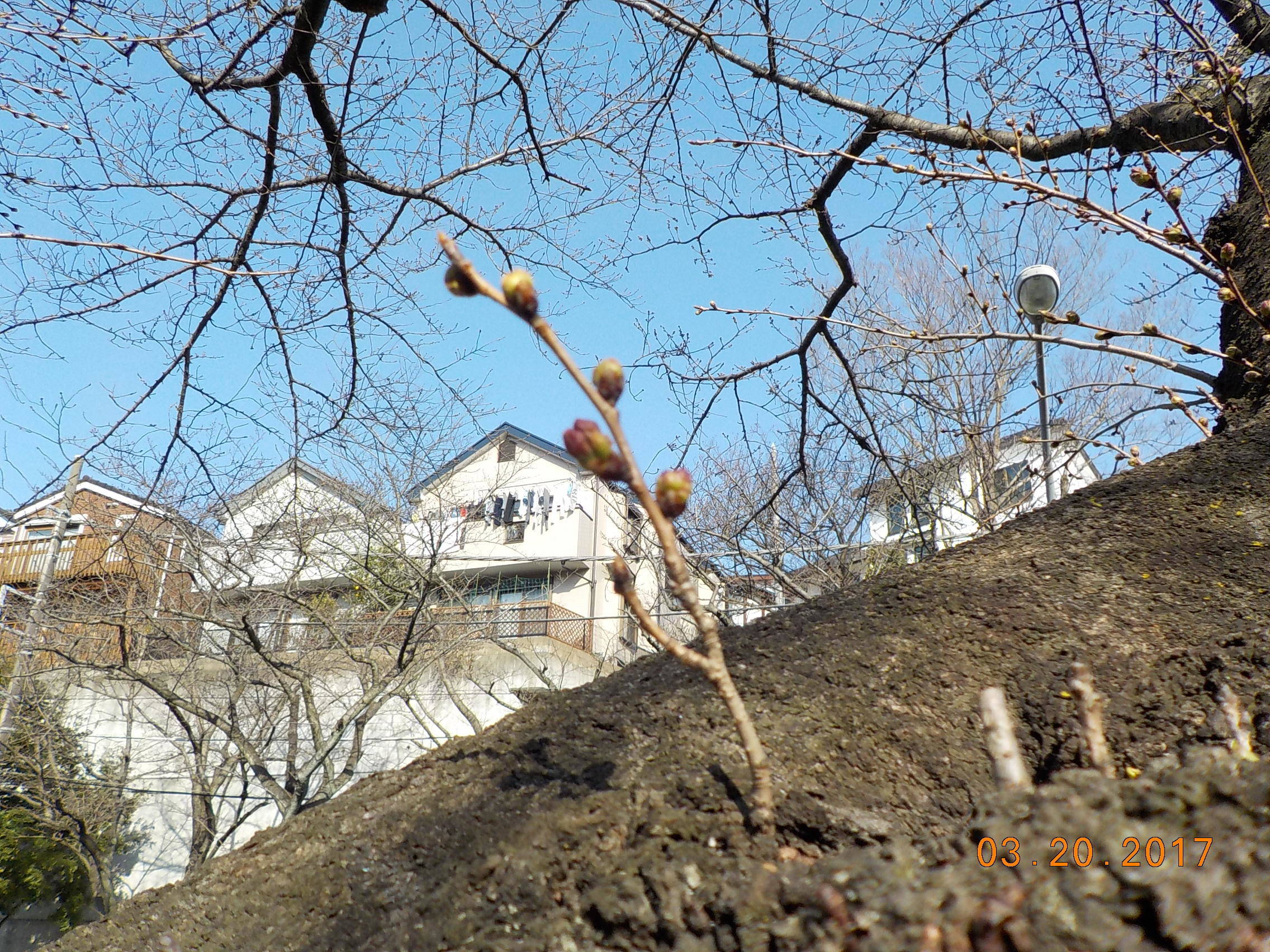 富岡総合公園桜開花情報【3月20日号】の写真